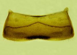   Anthidium duomarginatum  male, ventral view of fourth sternum (S4), photo from Gonzalez and Griswold 2013 
